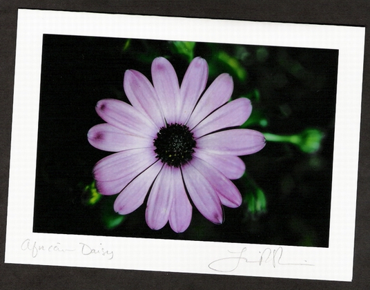 African Daisy