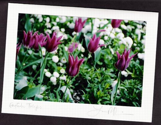 London Tulips