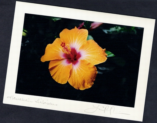 Hibiscus